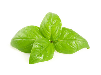 Sprig of basil