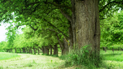 Fototapeta premium Bäume neben Feld, Bäumerreihe in HDR