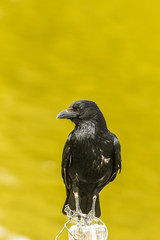 Common Raven standing in a pole