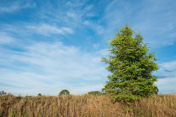 Obraz premium tree and blue sky