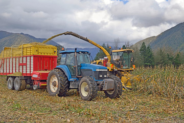 harvesting maize for silage