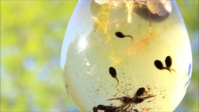 Kaulquappen schwimmen unterwasser und kanbbern an Bl&uuml;ten
 