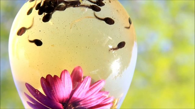 Kaulquappen schwimmen unterwasser und kanbbern an Bl&uuml;ten
 