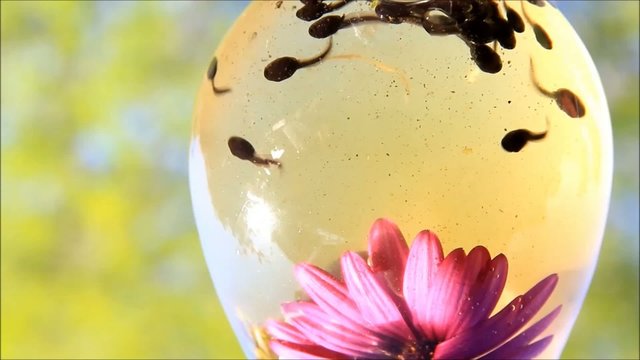 Kaulquappen schwimmen unterwasser und kanbbern an Bl&uuml;ten
 
