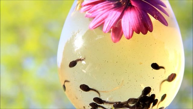 Kaulquappen schwimmen unterwasser und kanbbern an Bl&uuml;ten
 