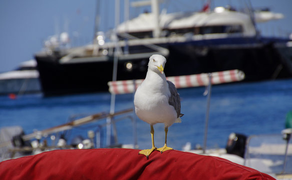 Möwe an Bord