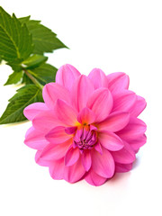 Obraz premium Dahlie