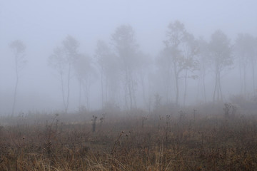 Fototapeta na wymiar Bare Trees in Thick Fog