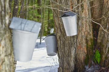 Maple sap container for making maple syrup canada