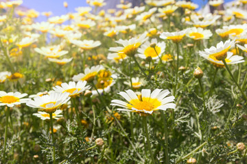 Field of white chamomile