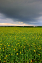 canola field