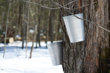 Maple sap bucket for making maple syrup canada