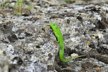 Green lizard on a rock