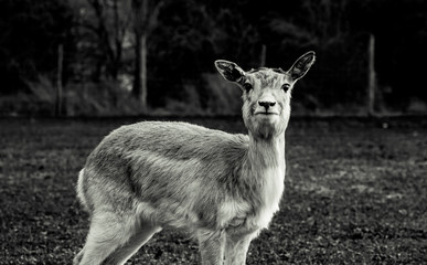 Black and White picture of a cute deer looking at camera