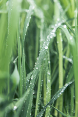 Fototapeta na wymiar Drops of dew on the grass
