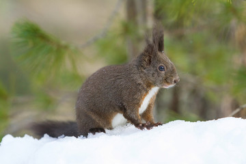 red squirrel on the snow