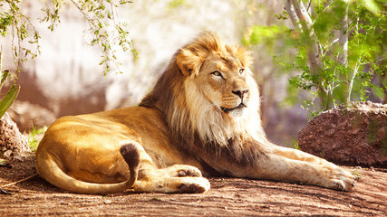 Afrikaanse leeuw liggend in het bos