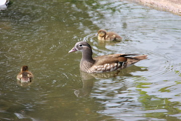 Canard mandarin