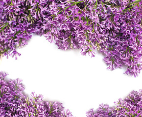Lilac blossom on white background