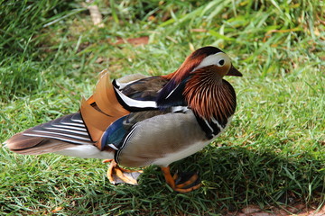 Canard mandarin