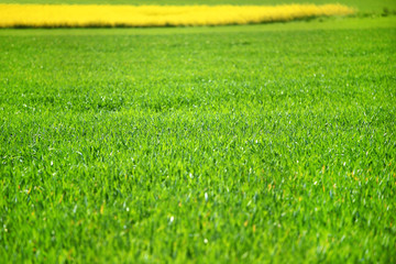 Obraz premium Green grass field