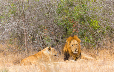 Male and female lion