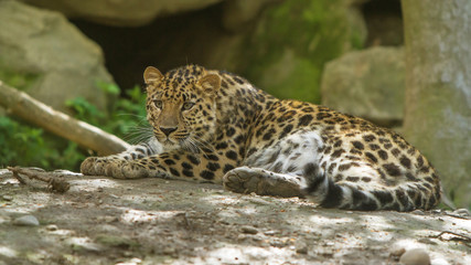 amur leopard