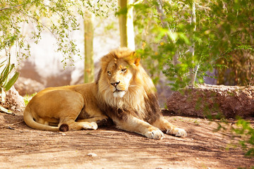 Naklejka premium Beautiful African Lion Laying in Jungle