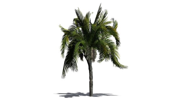 Queen palm tree - isolated on white background