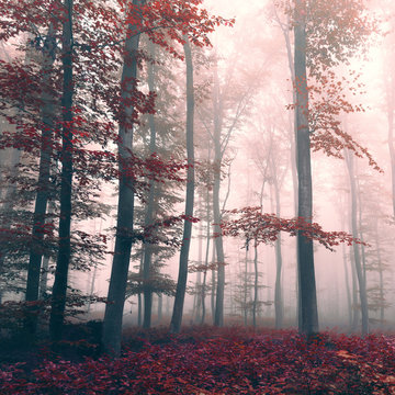 Fototapeta Beautiful red colored foggy dreamy forest