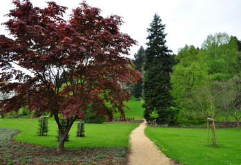 Fototapeta na wymiar Park trees and path, urban nature.