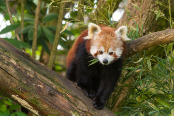 Fototapeta premium Red Panda (Ailurus fulgens)