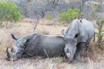 White Rhino's with oxpeckers on them