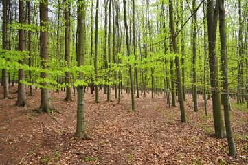 Green young forest.