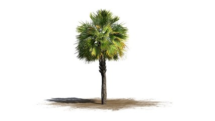 Naklejka premium Palmetto palm tree - isolated on white background