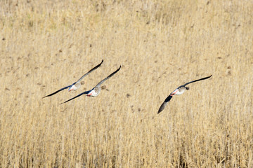 Flying teamwork - Geese formation
