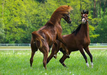 Faithing  arabian stallions