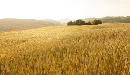 Crédence de cuisine en verre imprimé Campagne Beau paysage de champ de blé ensoleillé de couleur dorée