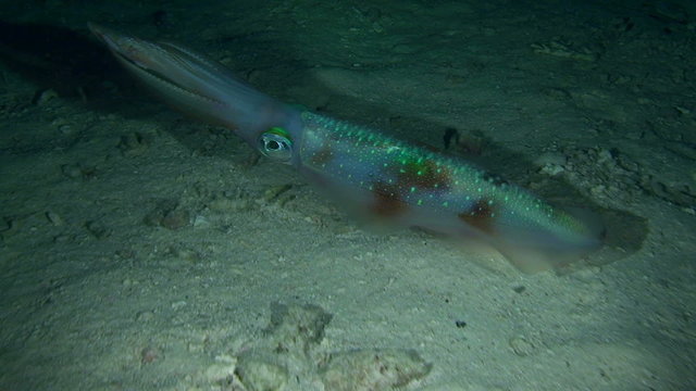 Appearance of color patches on the body of Bigfin reef squid .
