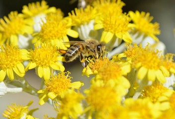 Honey Bee on a Yellow Flower, Nature Abstract