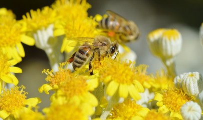 Honey Bee on a Yellow Flower, Nature Abstract