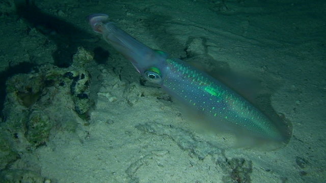 Throbbing coloring Bigfin reef squid, medium shot.
