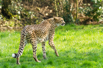 portrait cheetah (Acinonyx jubatus)