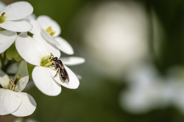 Weiße Blume