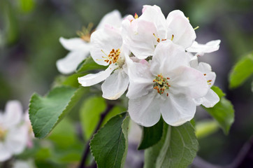 Blooming apple tree; beautiful white blossoms, shallow field
