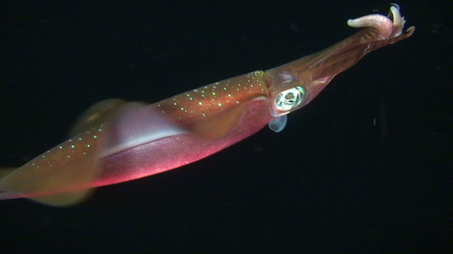 Bigfin reef squid swimming and goes out of frame.
