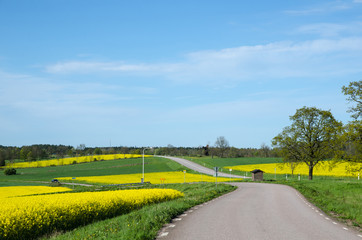 Fototapeta na wymiar Landscape in green and yellow