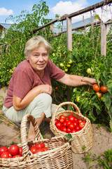 Woman reaps crop of tomatoes