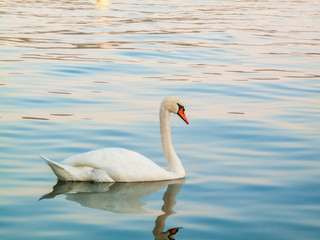 swan swimming on the lake