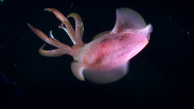 Bigfin reef squid swims to camera, medium shot.
